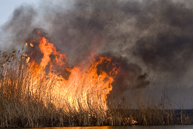  На Берегівщині через займання сухостою згоріло 2 гектари поля, засіяного пшеницею 0