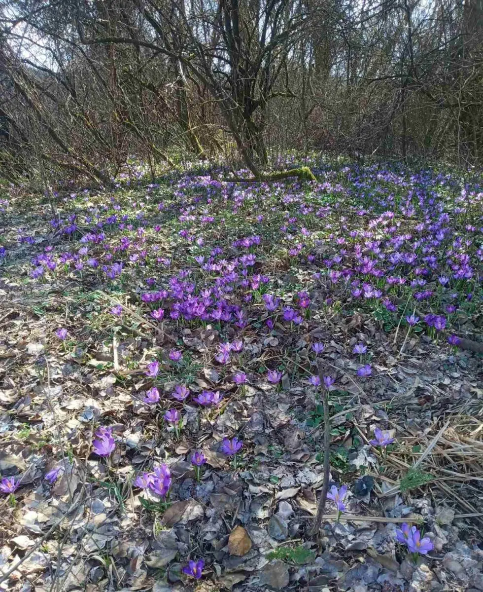  Первоцвіти замість нарцисів: Долина Хустщини поповнилася першими весняними квітами (ФОТО) 4