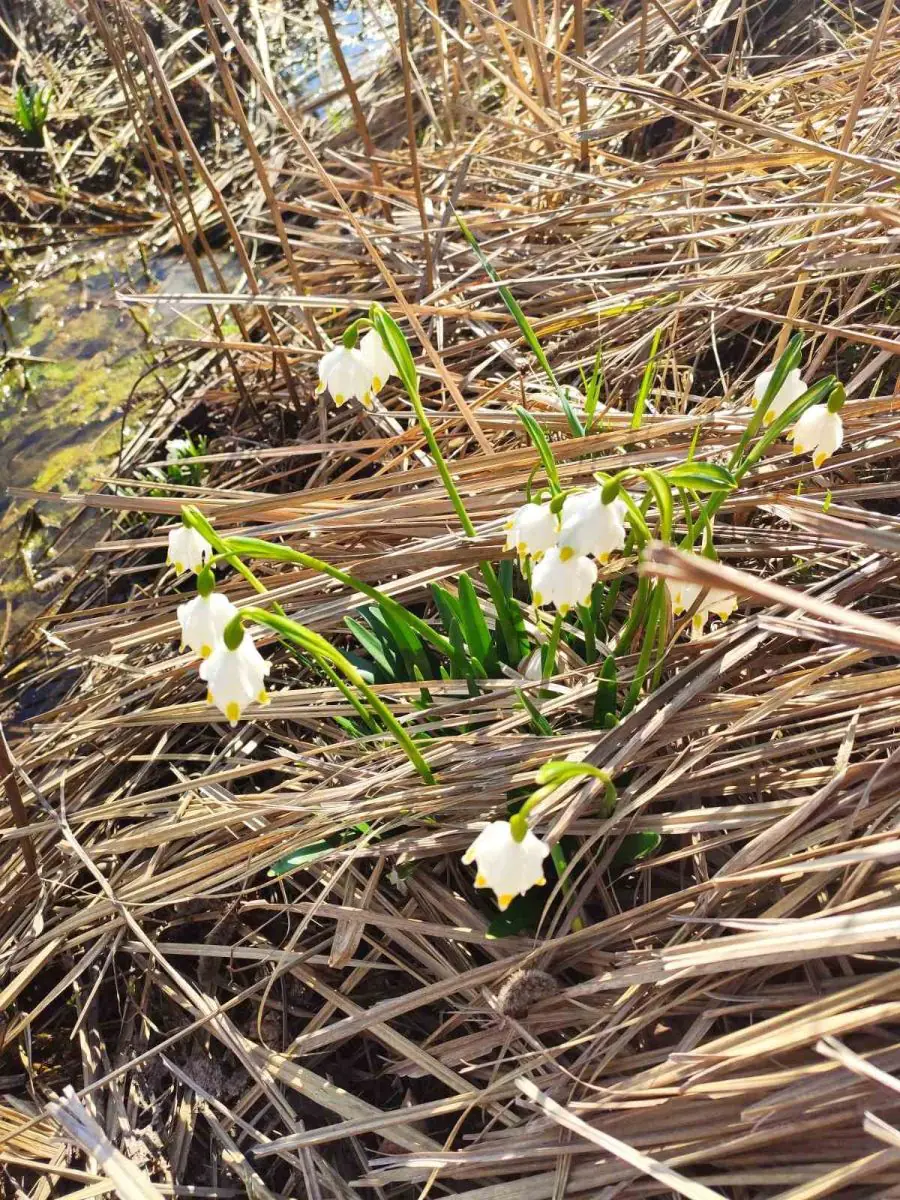  Первоцвіти замість нарцисів: Долина Хустщини поповнилася першими весняними квітами (ФОТО) 2