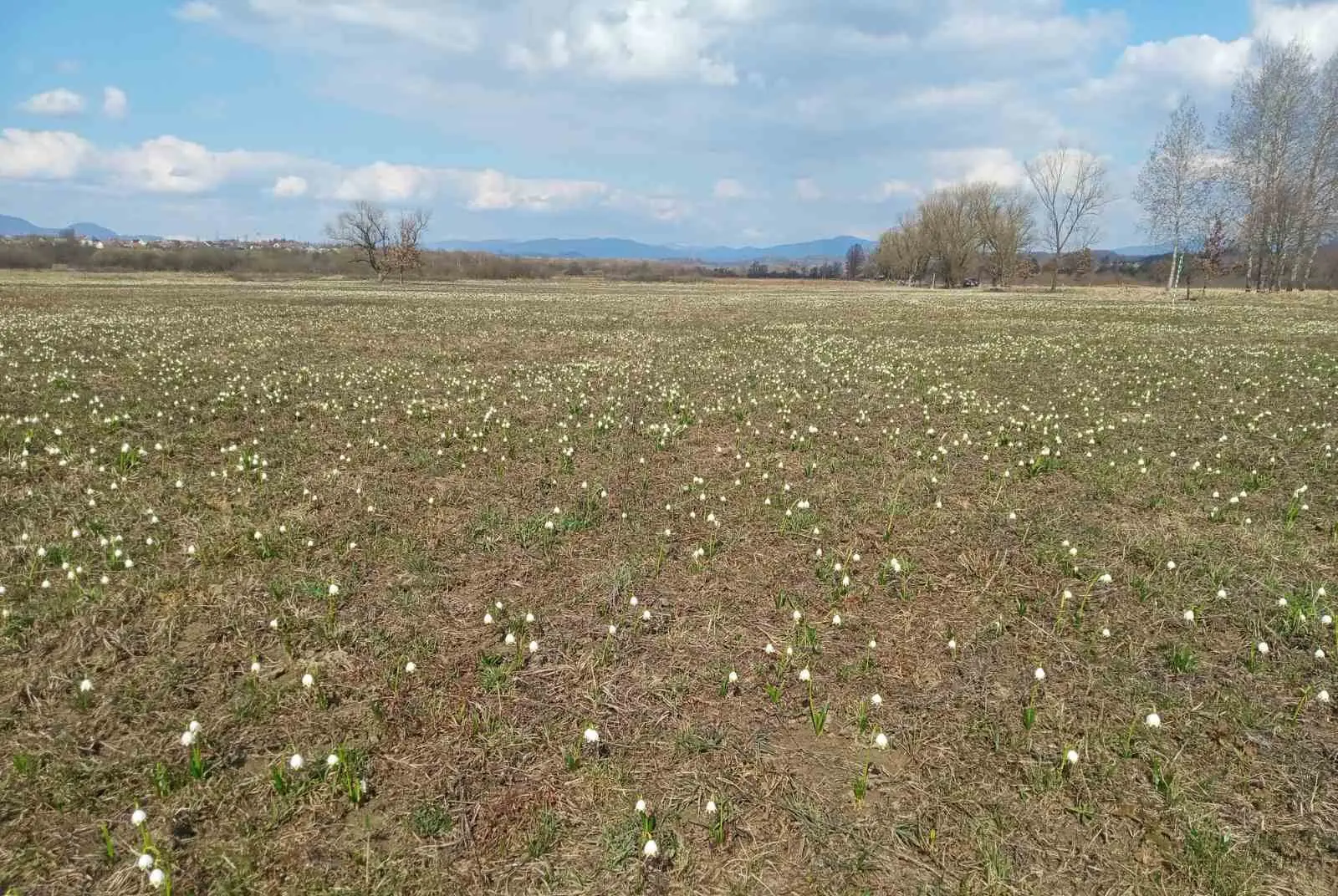  Первоцвіти замість нарцисів: Долина Хустщини поповнилася першими весняними квітами (ФОТО) 1