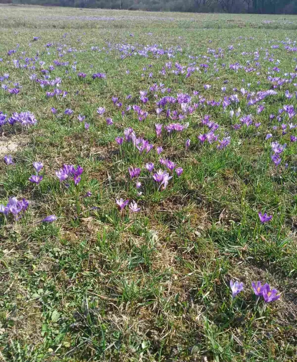  Первоцвіти замість нарцисів: Долина Хустщини поповнилася першими весняними квітами (ФОТО) 3