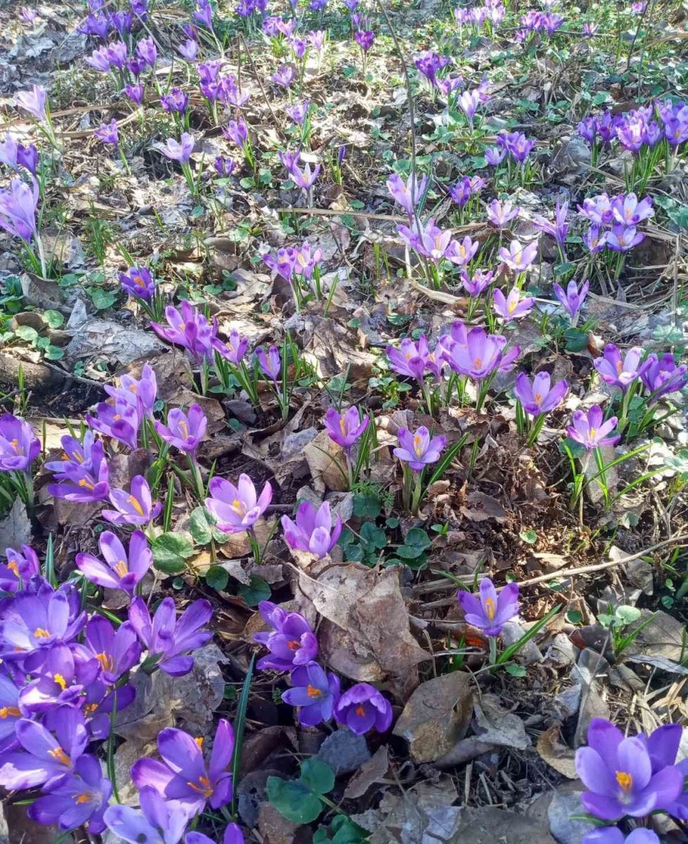  Первоцвіти замість нарцисів: Долина Хустщини поповнилася першими весняними квітами (ФОТО) 0