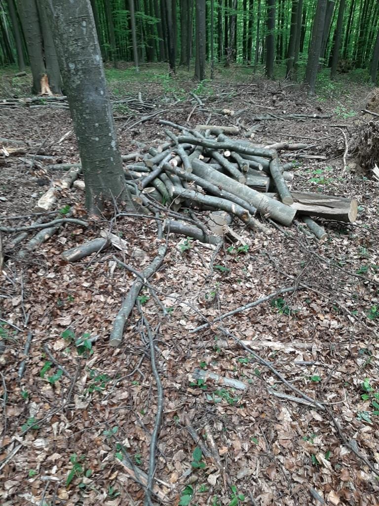  Близько 200 тисяч грн становить сума збитків: на Свалявщині виявили незаконну рубку деревини 0