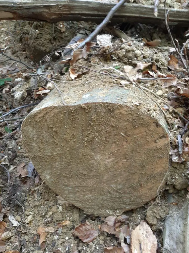  Близько 200 тисяч грн становить сума збитків: на Свалявщині виявили незаконну рубку деревини 1