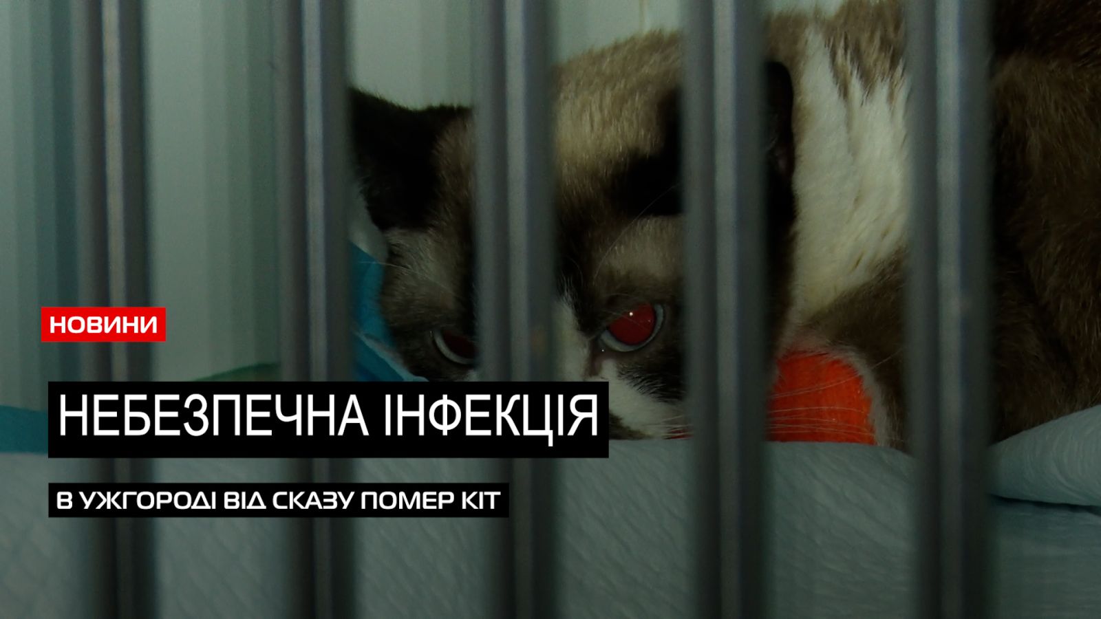  Обережно - сказ: від небезпечного інфекційного захворювання в Ужгороді померла тварина (ВІДЕО) 0