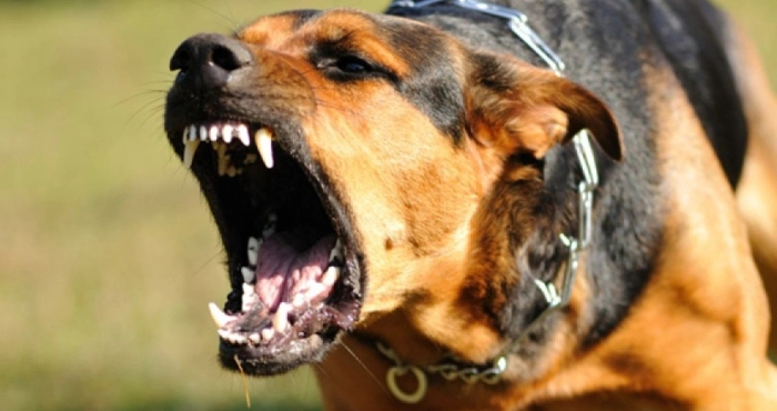 У двох громадах на Ужгородщині виявили сказ у собак