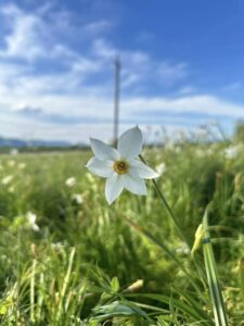 Долина нарцисів – туристична родзинка Закарпаття (фото)0