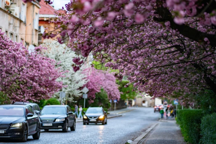 Вулиці Ужгорода потонули в цвітінні сакур