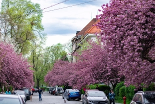 Вулиці Ужгорода потонули в цвітінні сакур