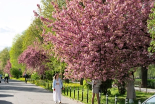 Вулиці Ужгорода потонули в цвітінні сакур