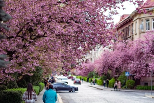 Вулиці Ужгорода потонули в цвітінні сакур