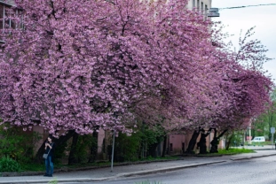 Вулиці Ужгорода потонули в цвітінні сакур