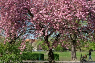 Вулиці Ужгорода потонули в цвітінні сакур