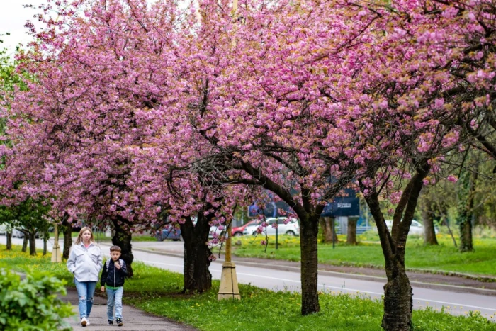 Вулиці Ужгорода потонули в цвітінні сакур