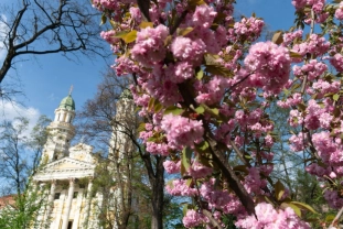 Вулиці Ужгорода потонули в цвітінні сакур