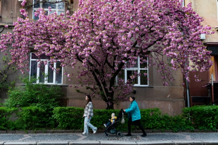 Вулиці Ужгорода потонули в цвітінні сакур