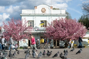 Вулиці Ужгорода потонули в цвітінні сакур