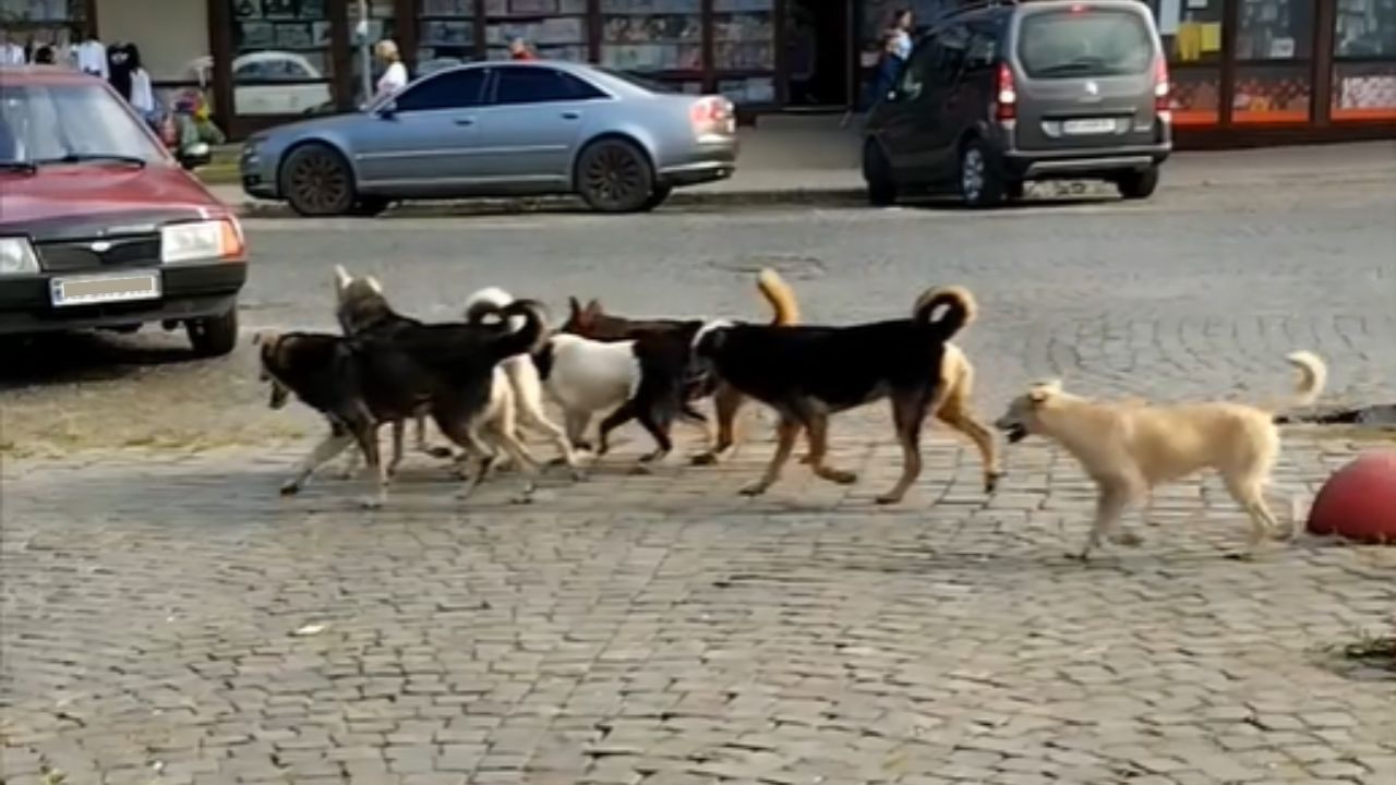 Бродячі собаки у Сваляві