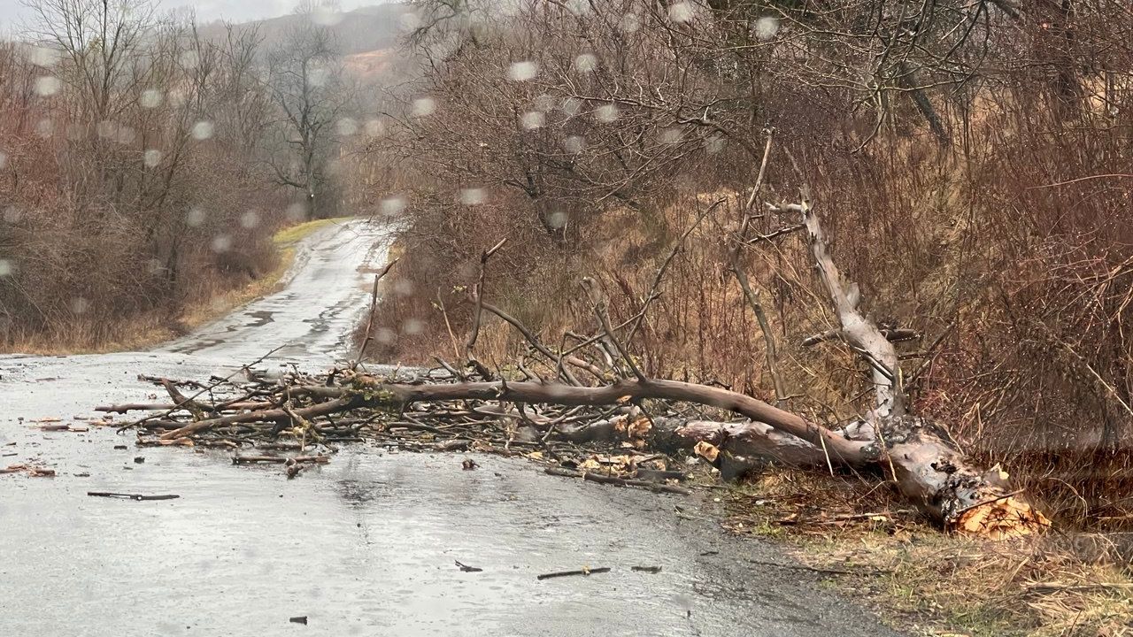 Дерево впало на дорогу - Стройне