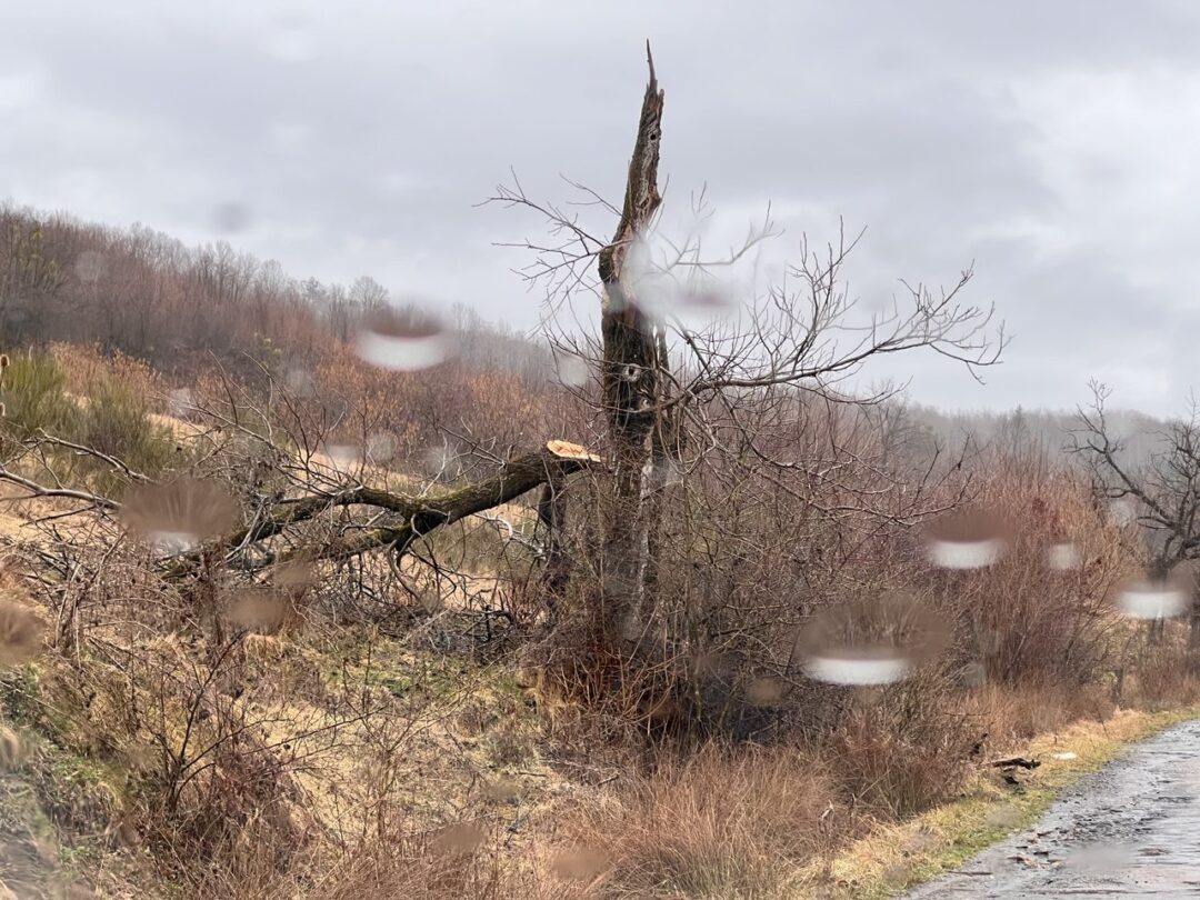 Дерево впало внаслідок негоди