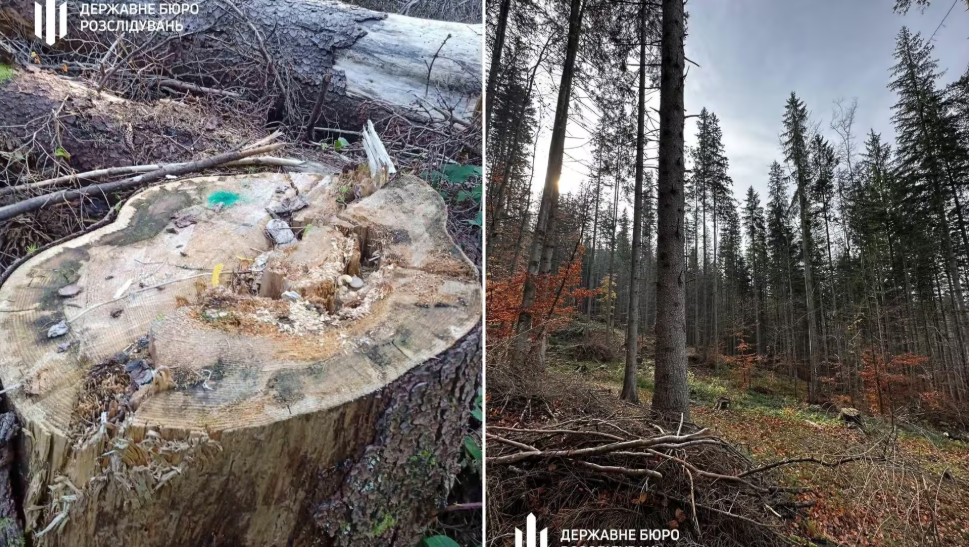 На Закарпатті лісничий допустив незаконну рубку цінних дерев на понад 3,3 млн грн0