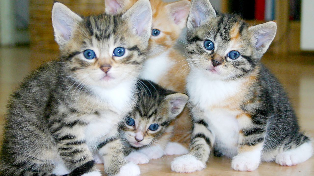 Коти