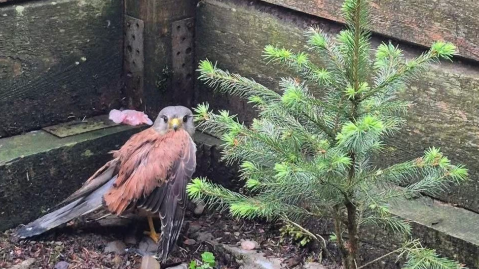 На Ужгородщині діти врятували пораненого птаха — боривітра звичайного0