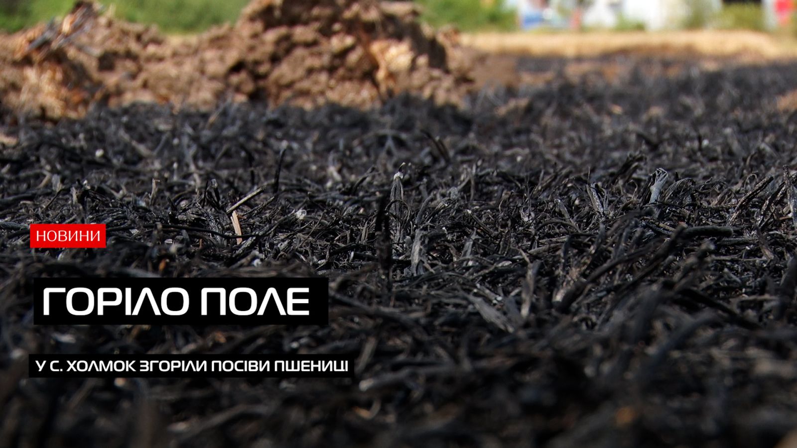 У селі Холмок на Ужгородщині сталася масштабна пожежа на полі: згоріла пшениця (ВІДЕО)0