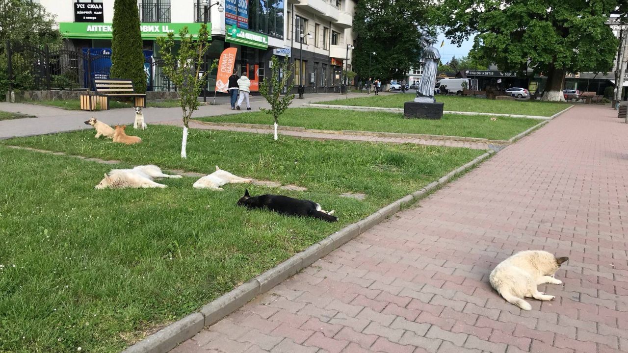 Безпритульні собаки в центрі Сваляви