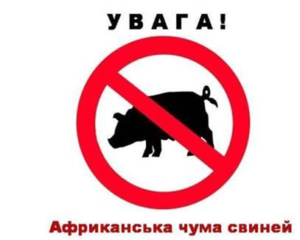 Виявлено вірус африканської чуми свиней1
