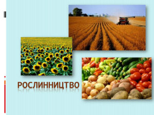 Порядок використання коштів обласного бюджету у  2025 році, передбачених на виконання заходів Програми розвитку та підтримки галузі рослинництва в області1