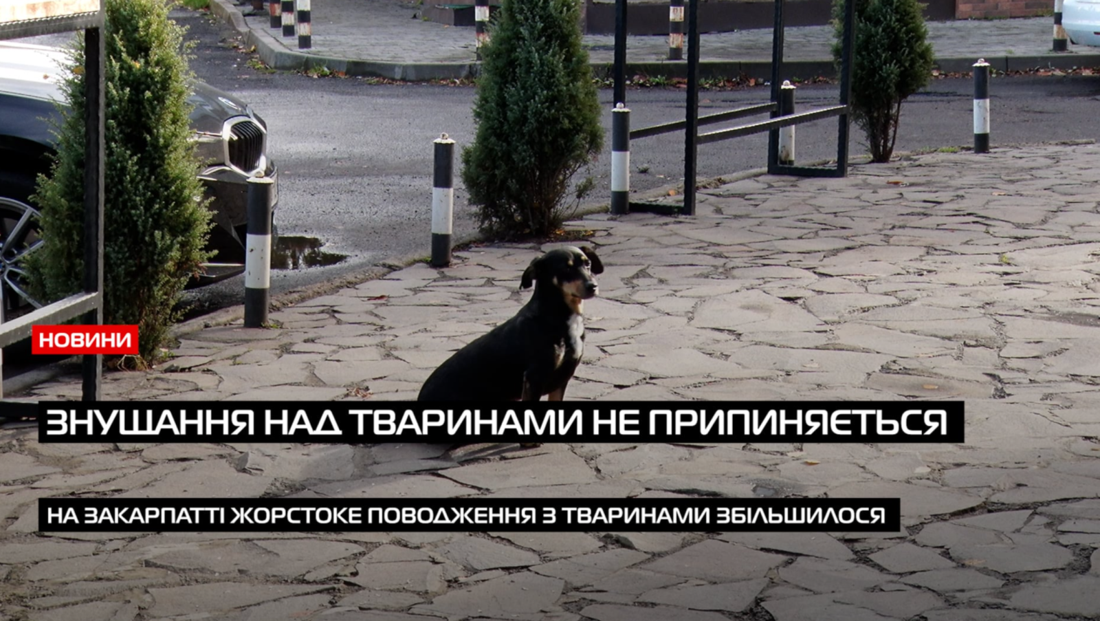 Тварини, які вижили: чому жорстоке поводження досі буденність (ВІДЕО)0