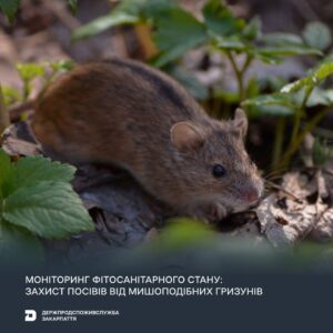 Моніторинг фітосанітарного стану: захист посівів від мишопобідних гризунів0