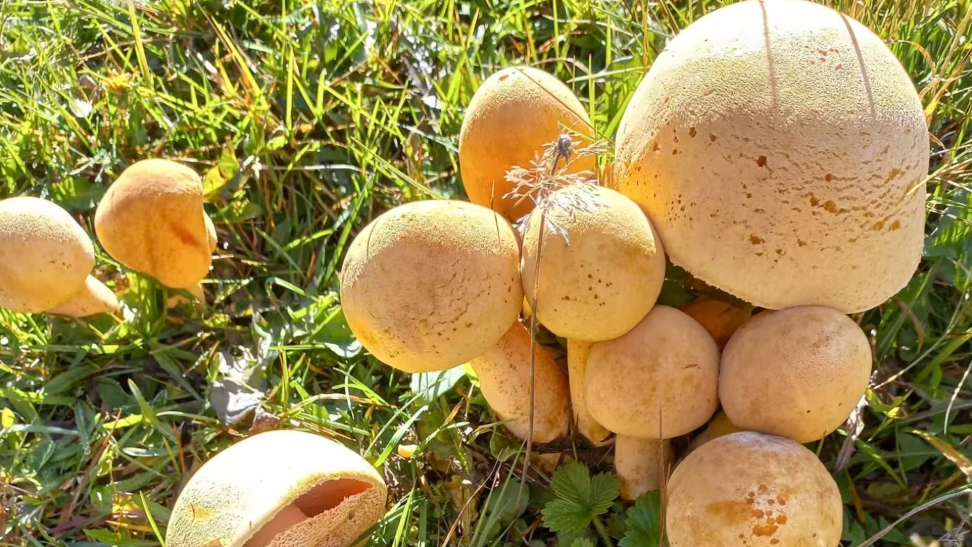 У нацпарку «Синевир» розповіли про рідкісний гриб, що росте на території0