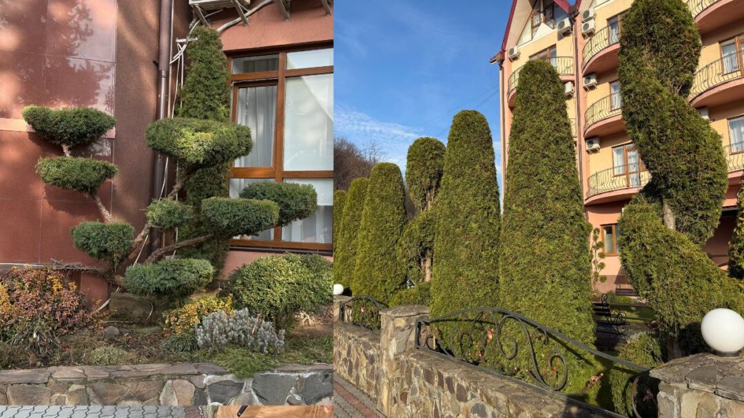 Декоративне обрізання дерев