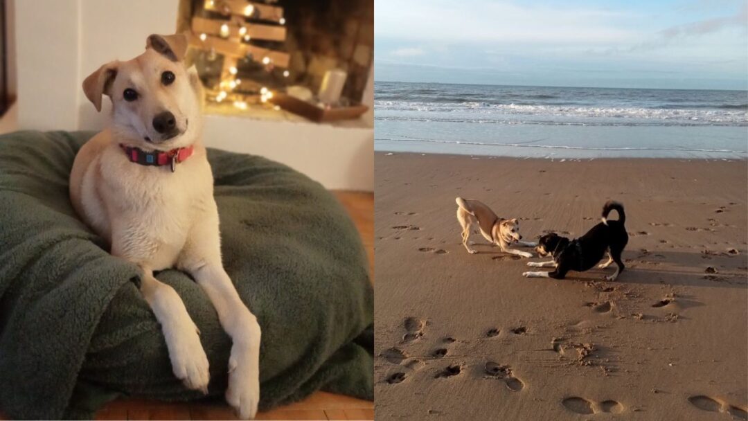 Вуличні тварини