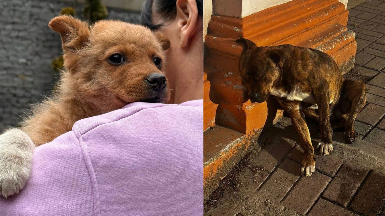 Вуличні тварини