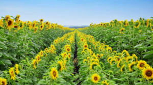 Порядок узгодження розташування посівів та дотримання норм просторової  ізоляції на 2026 рік0