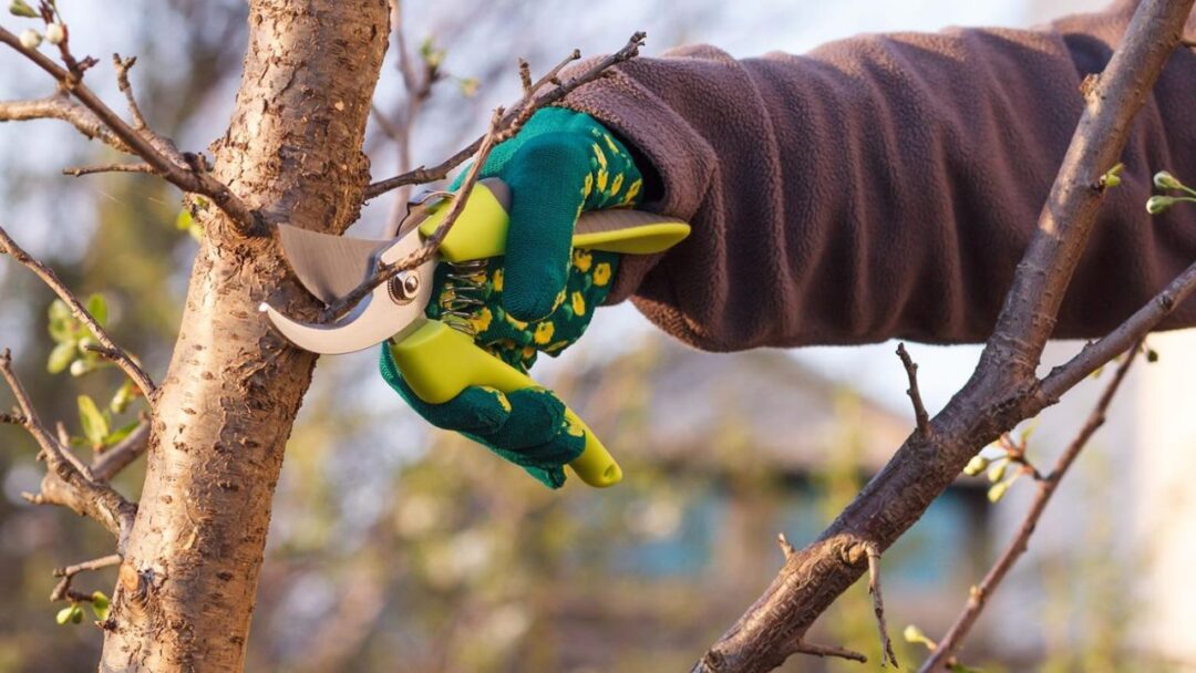 Обрізка дерев