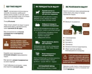Що потрібно знати про небезпечну хворобу тварин0