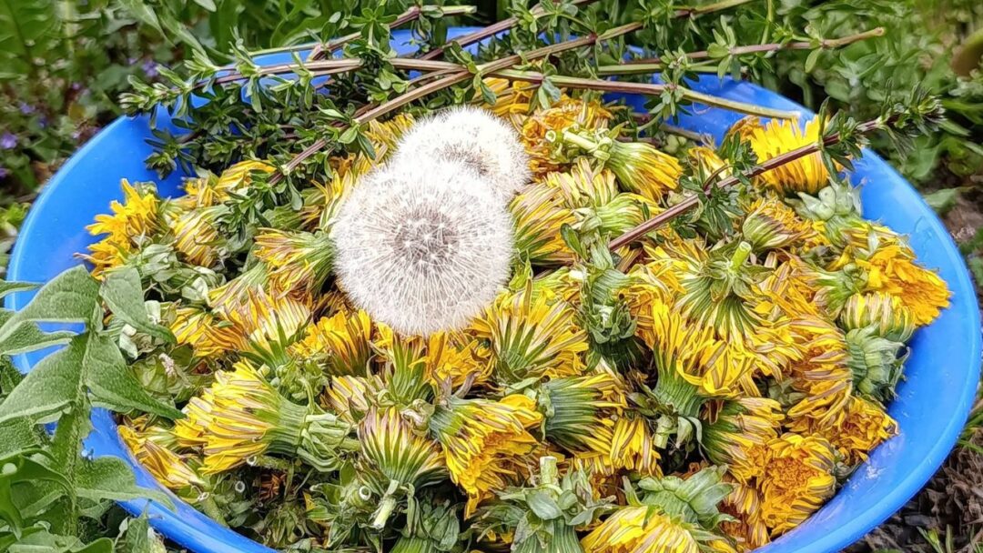 Варення з кульбаби