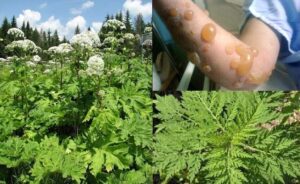 УВАГА! Небезпечна рослина – Борщівник Сосновського0