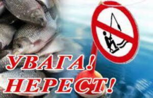 Увага! Нерест!0