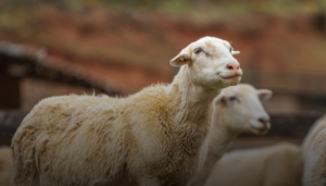 В Державному аграрному реєстрі стартує добір на спеціальні бюджетні дотації на утримання корів, кіз та овець0