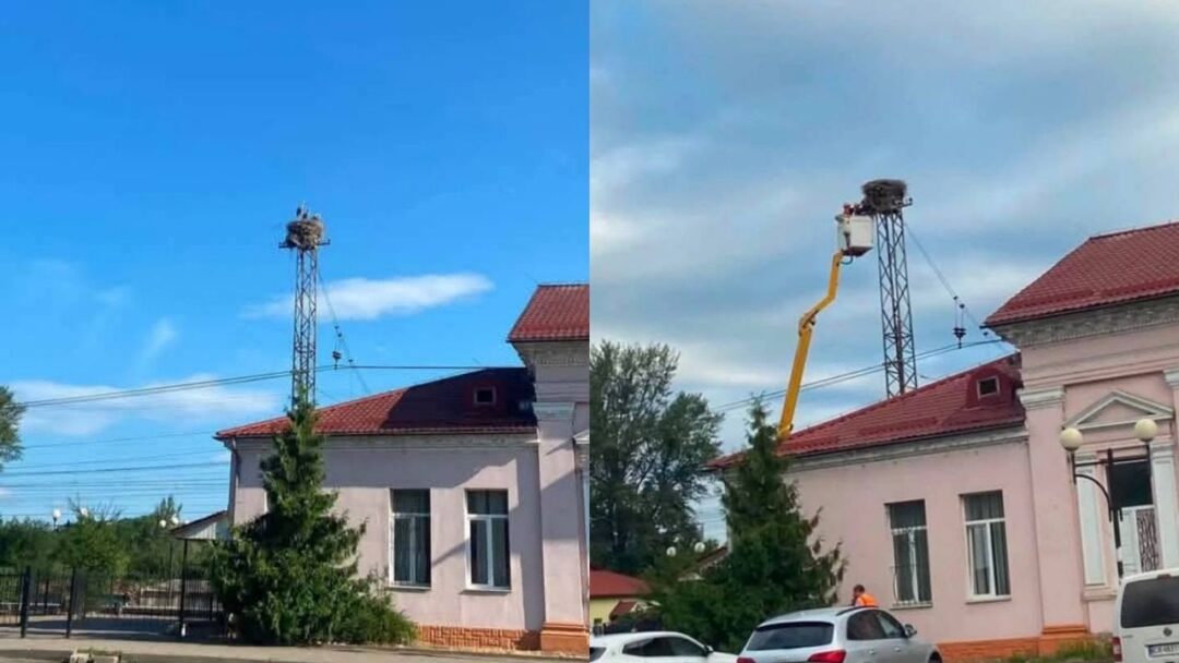 Гніздо лелек у Сваляві