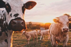 До уваги суб’єктів тваринництва та переробки сільськогосподарської продукції: розпочато прийом заявок на часткове відшкодування витрат!0